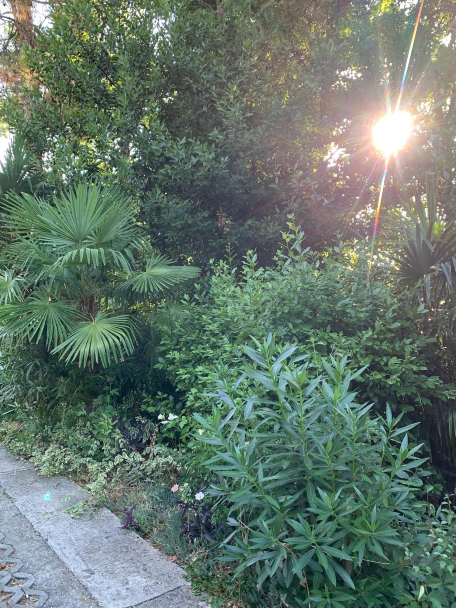 Sheltered Green Oasis In אופטיה מראה חיצוני תמונה